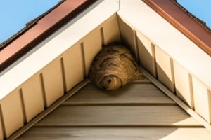 honeybees on siding